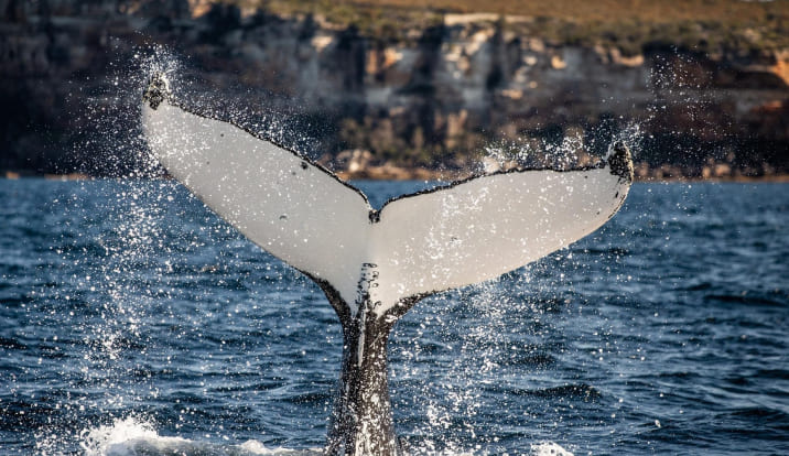 Coastal Majesty Guided Whale Watching Expedition