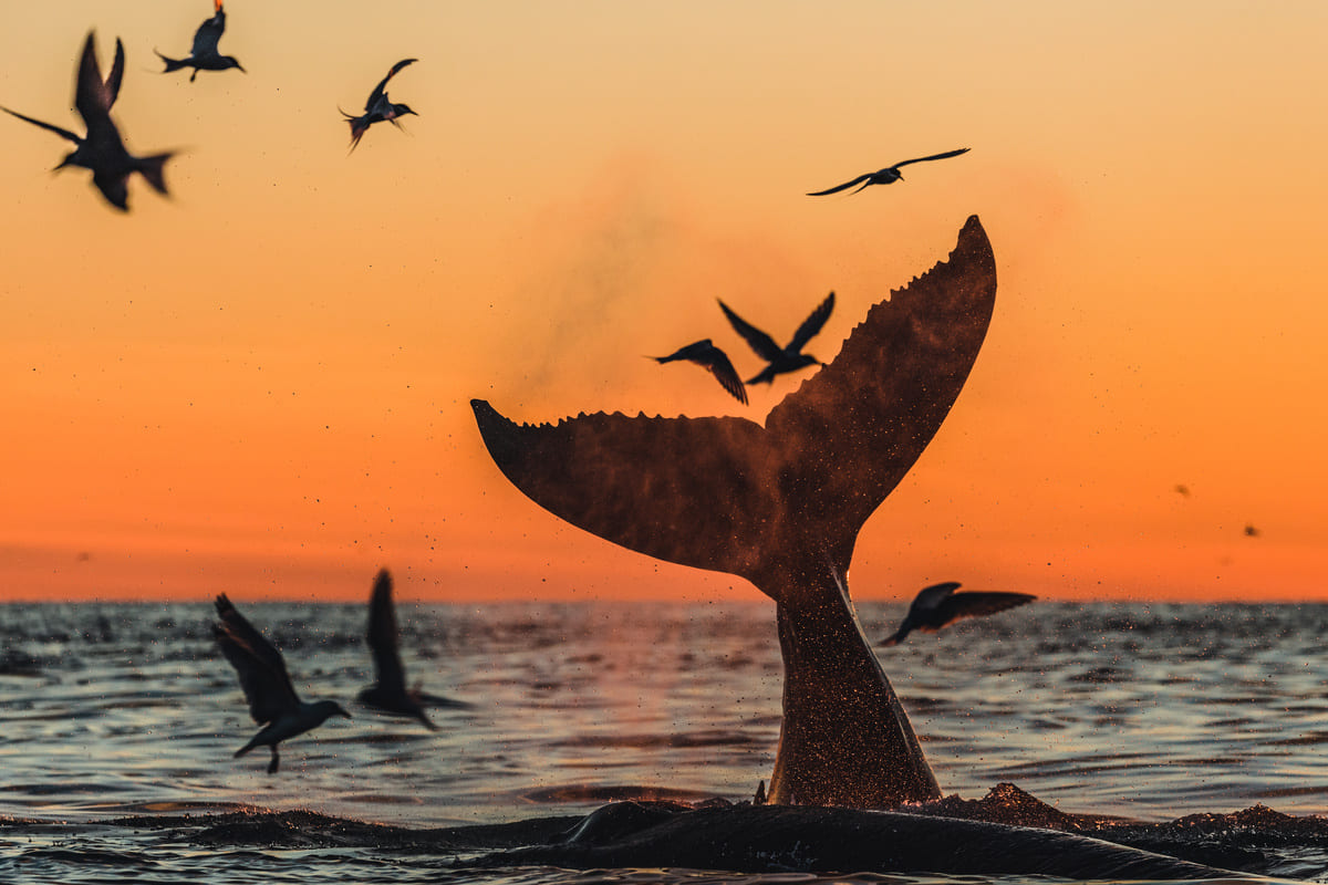 Sun Set Whale Watching Cruises