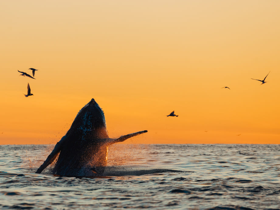 Sunset Whale Watching