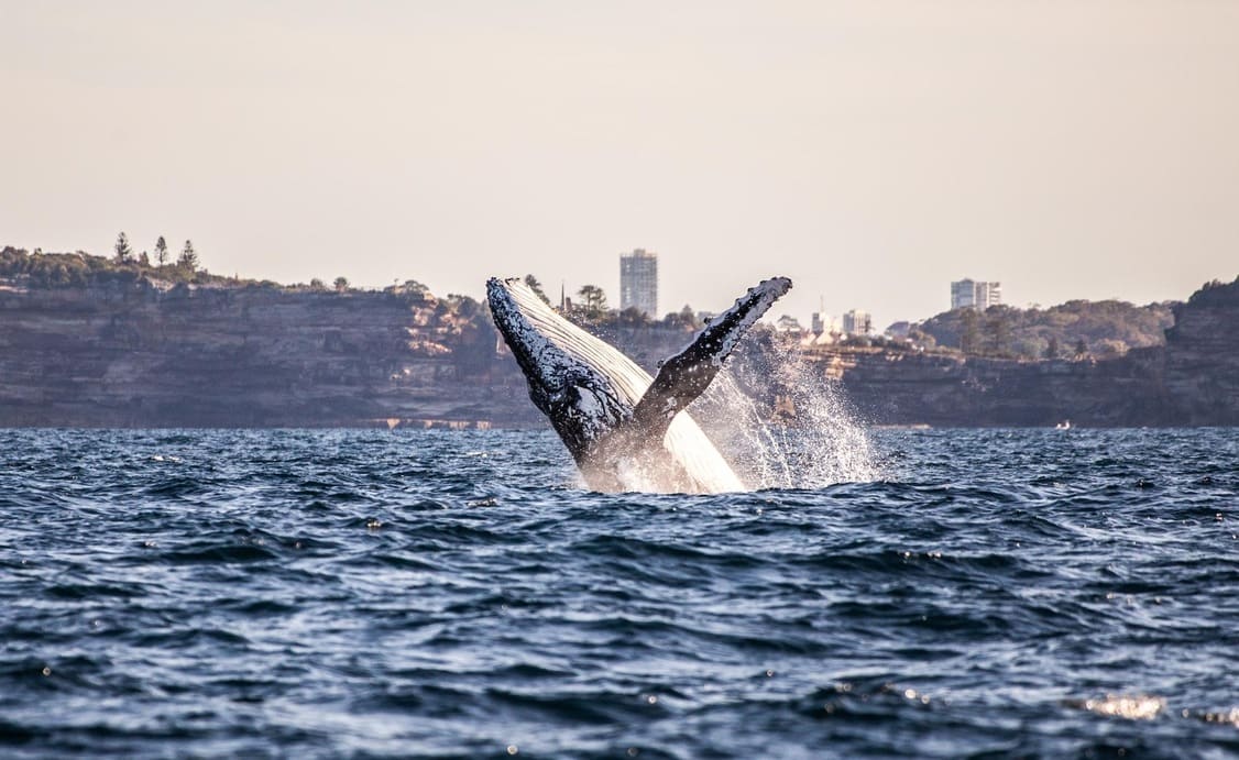 Sydney’s Spectacular Whale Watching Adventure